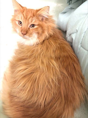 LOKI - Domestic Long Hair available for adoption