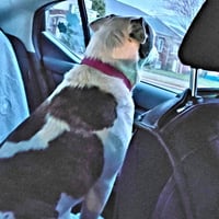 Lucy - Photo 4