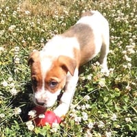 Gunner - Photo 1