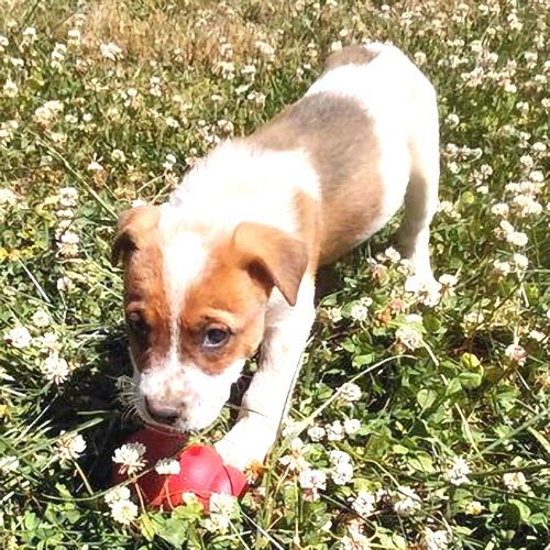 GUNNER - Australian Cattle Dog/Blue Heeler / Boxer available for adoption