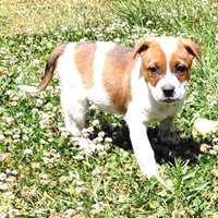 Gunner - Photo 2