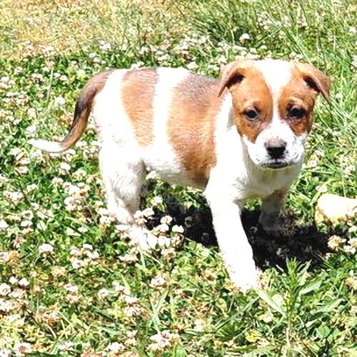 GUNNER - Australian Cattle Dog/Blue Heeler / Boxer available for adoption