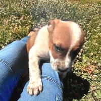 Gunner - Photo 3