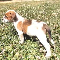 Gunner - Photo 4