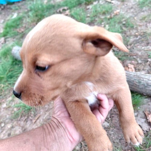 KARMA - Border Collie / Labrador Retriever available for adoption