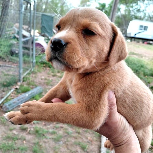 KARMA - Border Collie / Labrador Retriever available for adoption