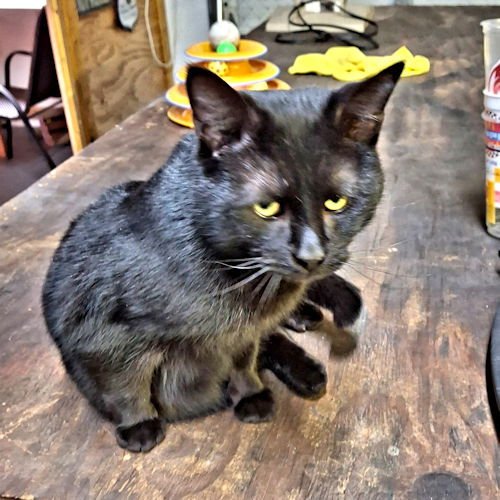 SOUL - Domestic Short Hair available for adoption