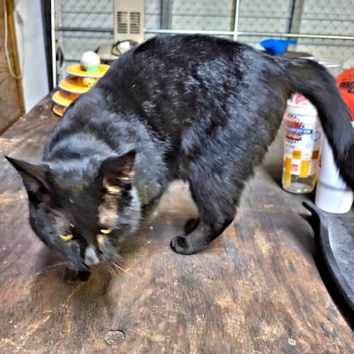 SOUL - Domestic Short Hair available for adoption