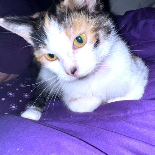 BAILEY - Calico available for adoption