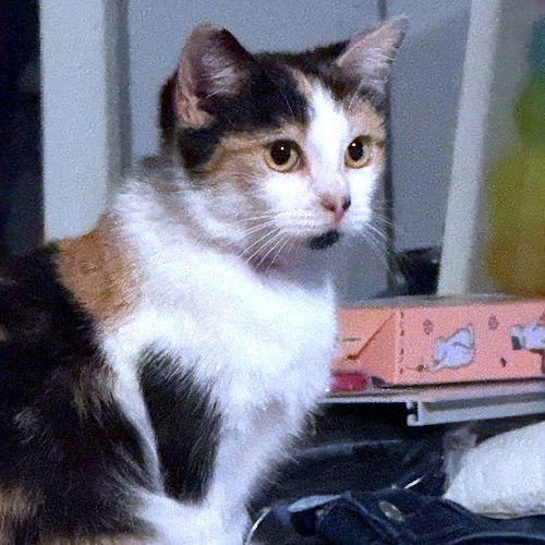 BAILEY - Calico available for adoption