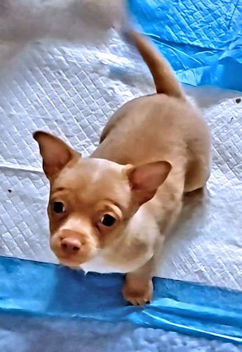 MAYHEM - Chihuahua available for adoption