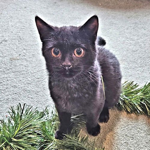 DARBY - Domestic Short Hair available for adoption