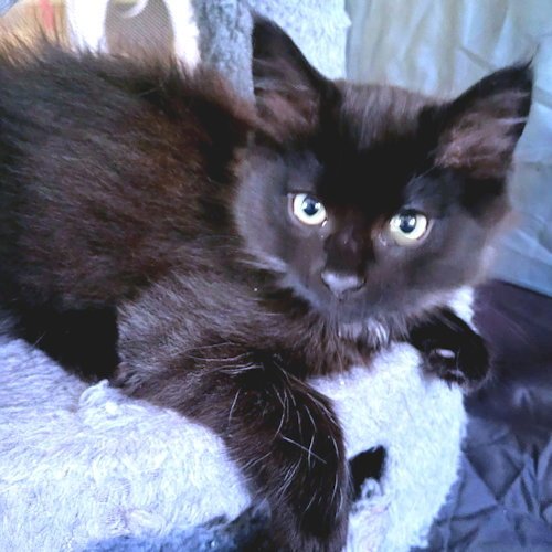 Onyx Image