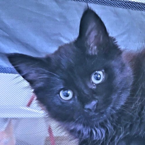 ONYX - Domestic Long Hair available for adoption