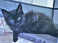 Onyx - Photo 3