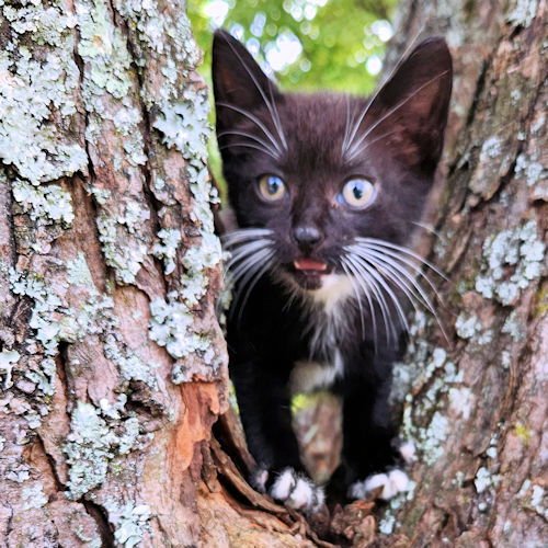 PIPPA - Tuxedo available for adoption