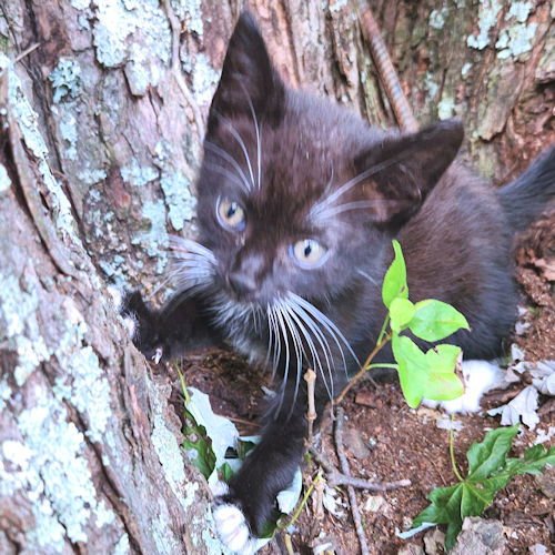 PIPPA - Tuxedo available for adoption