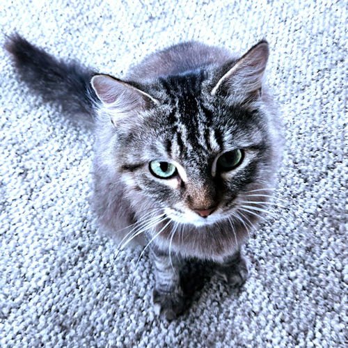 PEGGY - Tabby available for adoption