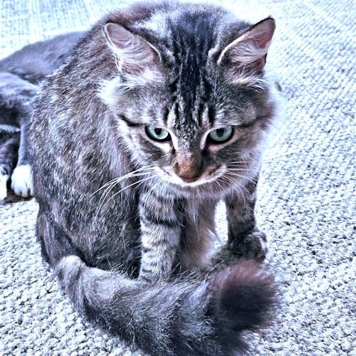 PEGGY - Tabby available for adoption