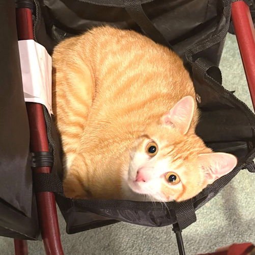 JERRY - Tabby available for adoption