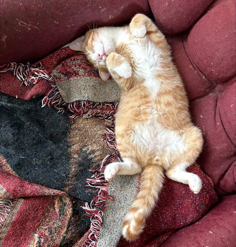 JERRY - Tabby available for adoption