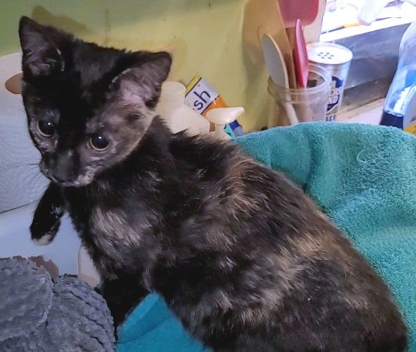 CHARISH - Calico available for adoption