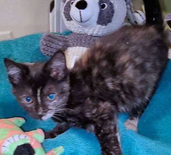 JENNA - Calico available for adoption