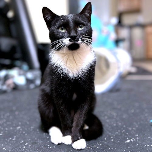 KIWI - Tuxedo available for adoption