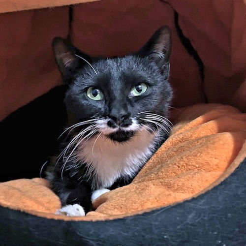 KIWI - Tuxedo available for adoption