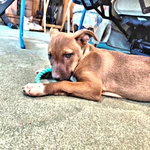 MARY - Labrador Retriever / Feist available for adoption