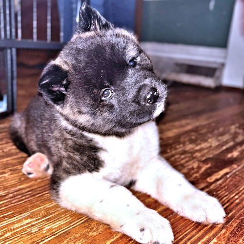 KIRBY - Akita available for adoption