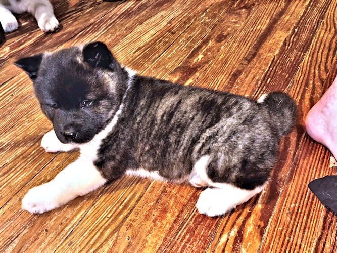 KIRBY - Akita available for adoption