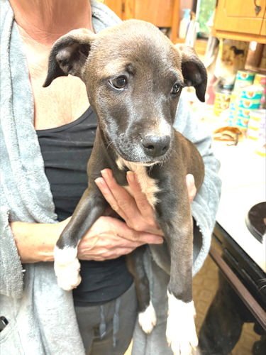 ELIZABETH - Labrador Retriever / Feist available for adoption