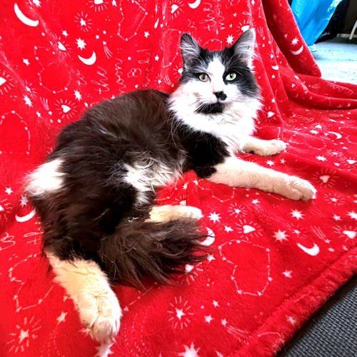 TOMMY BOY - Domestic Long Hair available for adoption