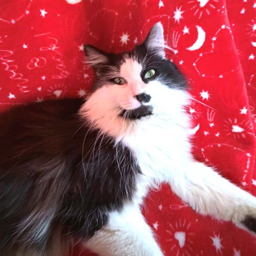 TOMMY BOY - Domestic Long Hair available for adoption