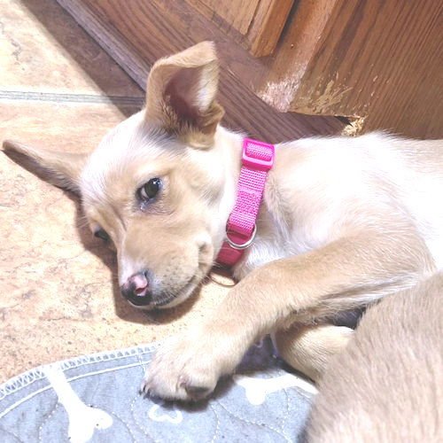 NIRVANA - Chihuahua / Pekingese available for adoption