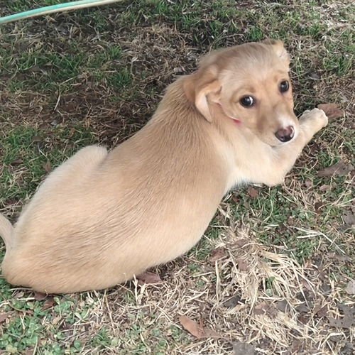 NIRVANA - Chihuahua / Pekingese available for adoption