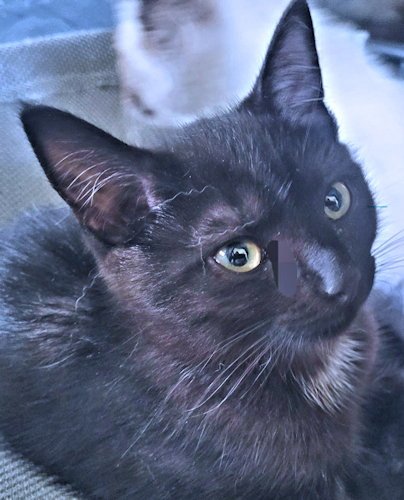 ESPRESSO - Domestic Short Hair available for adoption