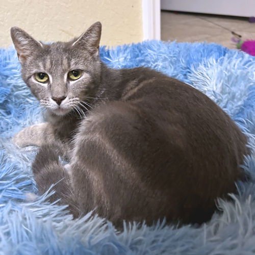 STRAWBERRY - Tabby available for adoption