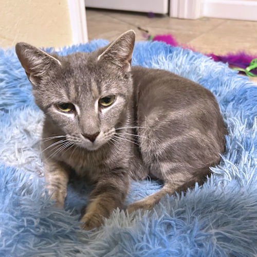 STRAWBERRY - Tabby available for adoption