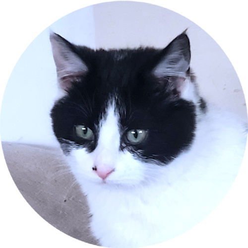 JUNIPER - Domestic Medium Hair available for adoption