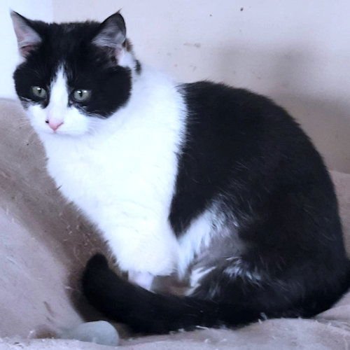 JUNIPER - Domestic Medium Hair available for adoption