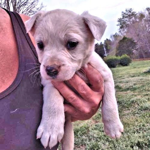 WIZARD - Border Collie / Labrador Retriever available for adoption