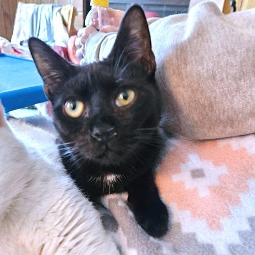 PUTT - Domestic Short Hair available for adoption