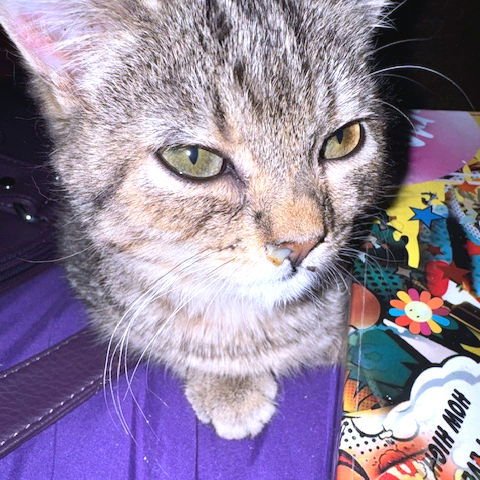 WHISKERS - Tabby available for adoption