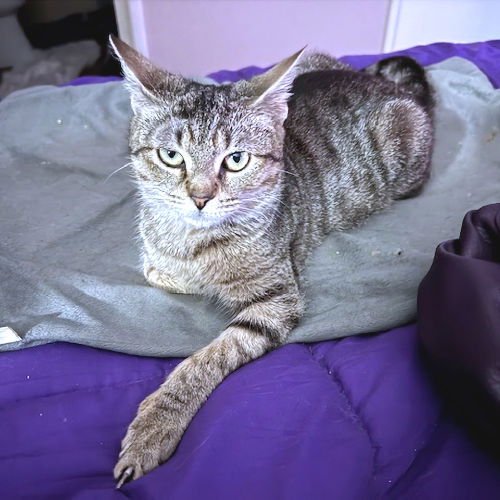 WHISKERS - Tabby available for adoption