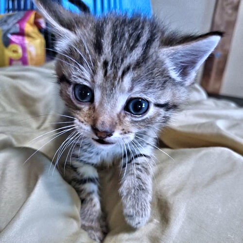 WAYLON - Tabby available for adoption