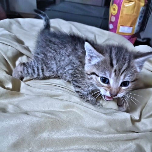 WAYLON - Tabby available for adoption