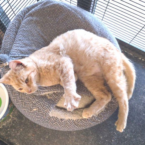 PRINCE - Tabby available for adoption