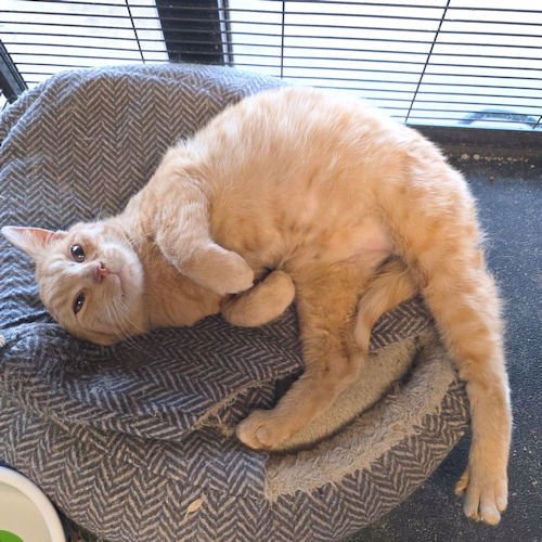 PRINCE - Tabby available for adoption